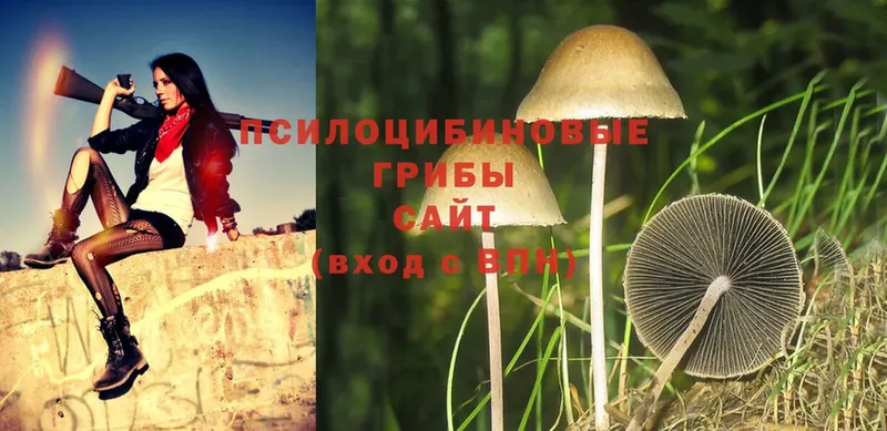 Галлюциногенные грибы Cubensis  Люберцы 